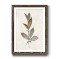 Walnut Framed Print Y43606