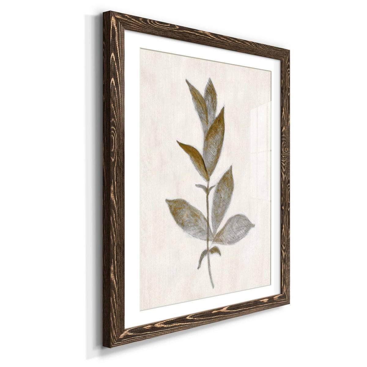 Walnut Framed Print Y43606