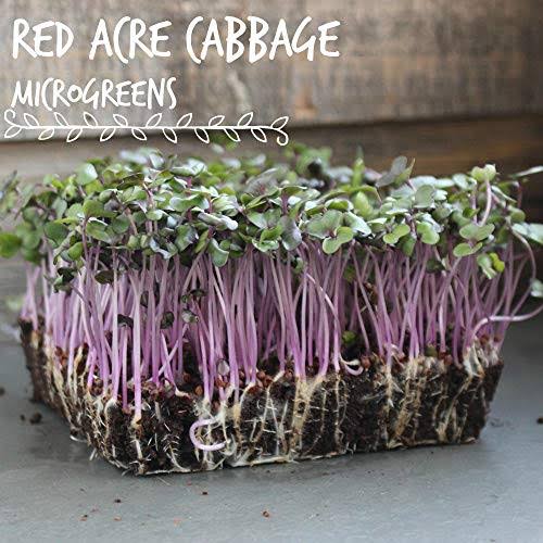 5 lb Bulk Heirloom Non-GMO Cabbage Seeds O63895