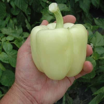 Treated F1 Pepper Seeds - 250 Seeds E21370