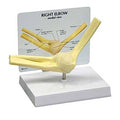 Anatomical Basic Elbow Model E14619