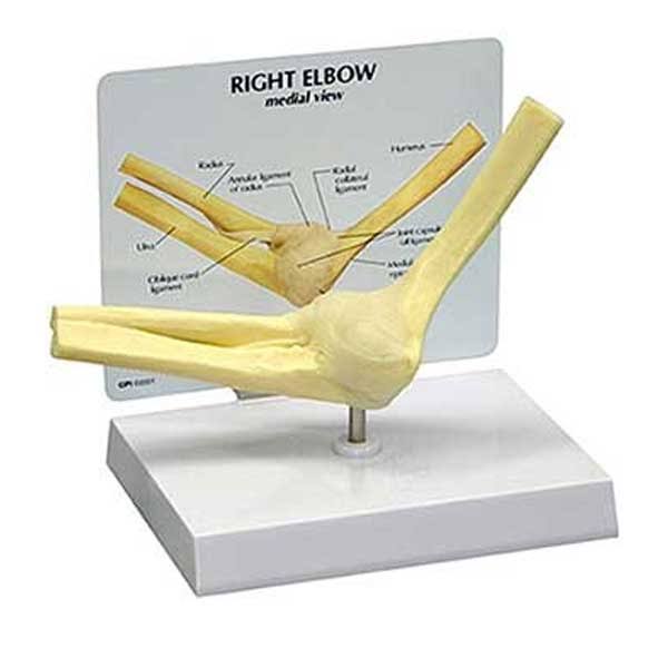 Anatomical Basic Elbow Model E14619