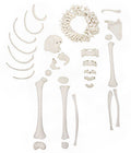 Half Disarticulated Child Skeleton Replica with Growth Plates L3844