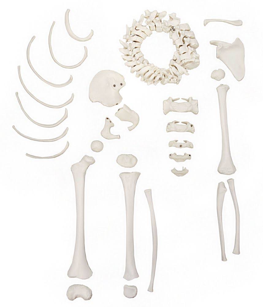 Half Disarticulated Child Skeleton Replica with Growth Plates L3844