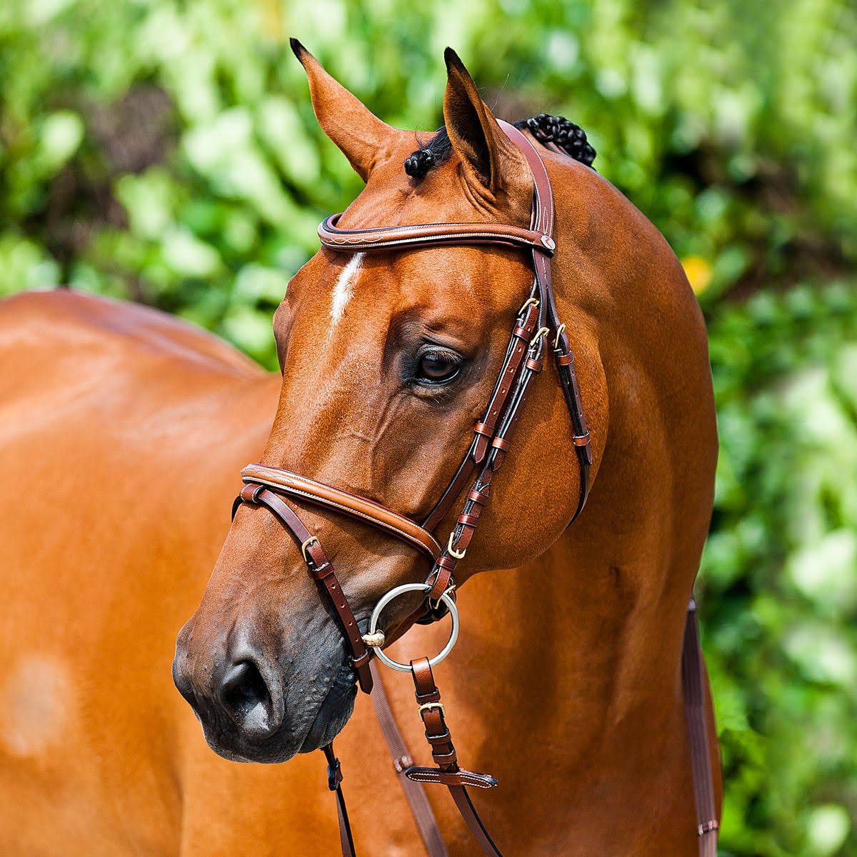 Padded Flash Bridle J80956
